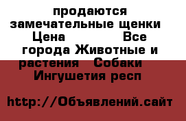 продаются замечательные щенки › Цена ­ 10 000 - Все города Животные и растения » Собаки   . Ингушетия респ.
